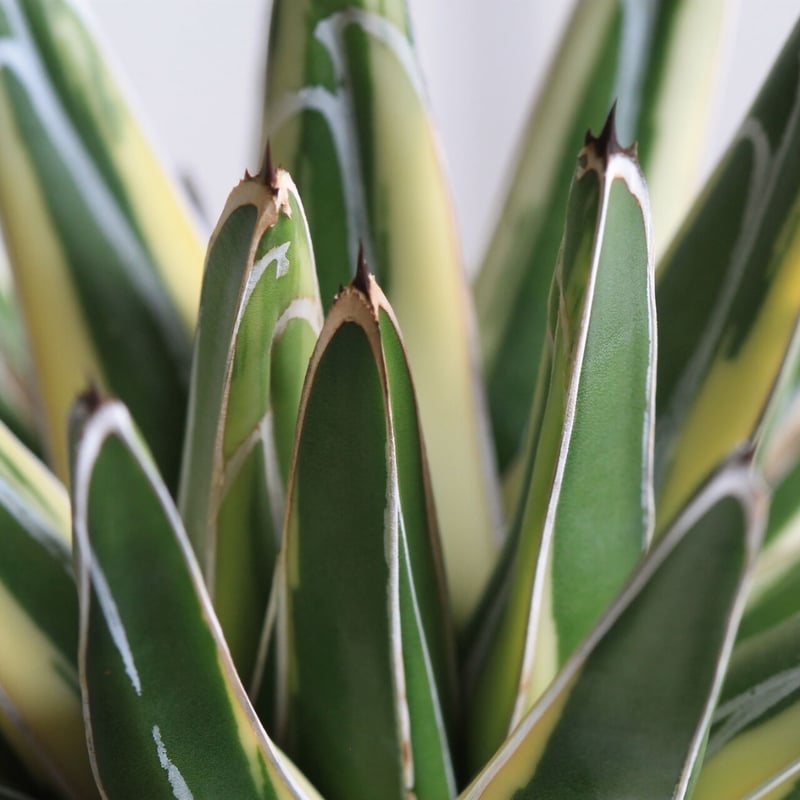 アガベ ロッキー雪山 | hanayoshi-botanical