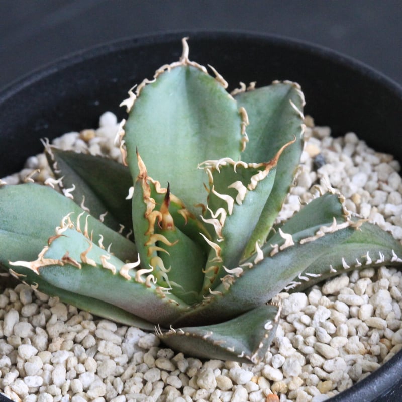 アガベ チタノタ レース | hanayoshi-botanical