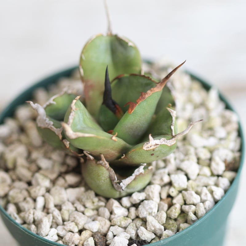 アガベ チタノタ GGコンパクタ | hanayoshi-botanical