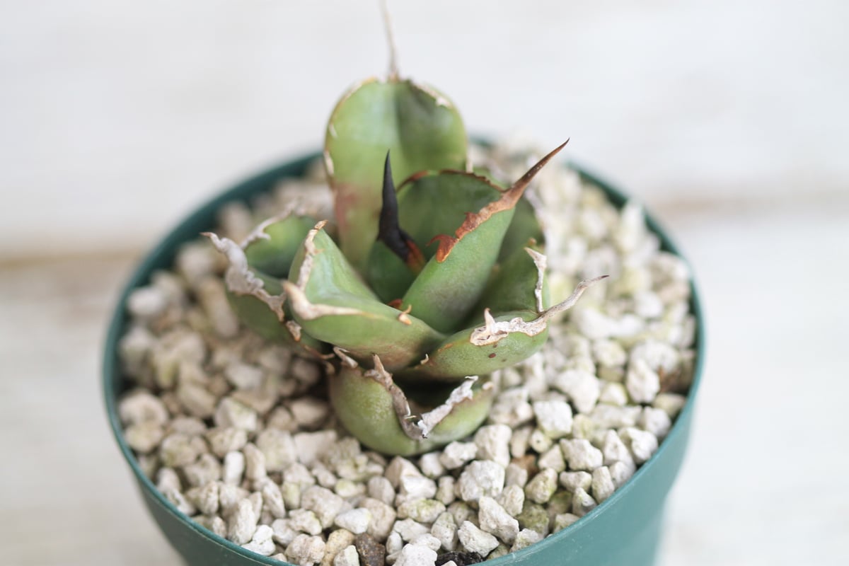 アガベ チタノタ GGコンパクタ | hanayoshi-botanical 