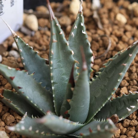 Agave utahensis eborispina　ユタエンシス　エボリスピナ