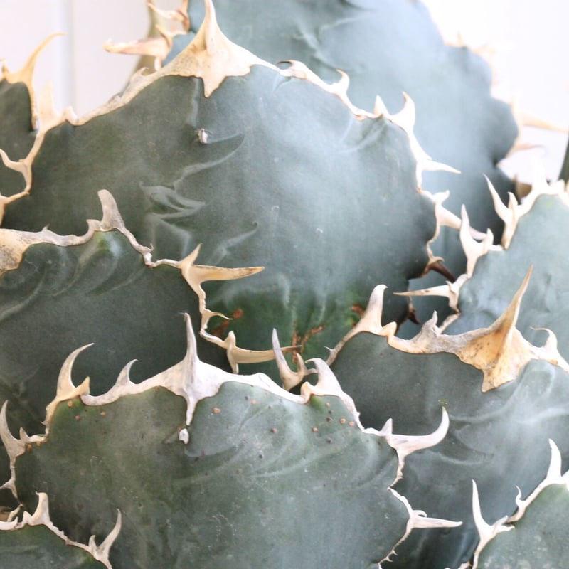 アガベ チタノタ 白鯨 | hanayoshi-botanical