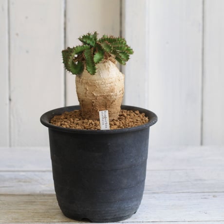 ユーフォルビアステラータ、アデニウムセット ユーフォルビアステラータ、アデニウムセット - メルカリ