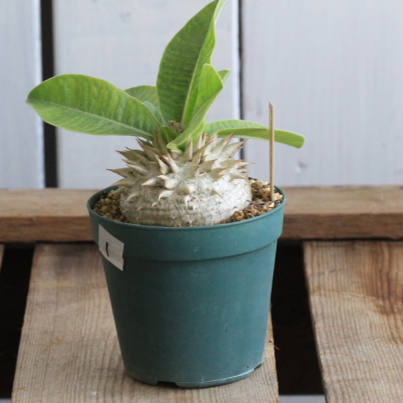 パキポディウム レウコキサンツム① | hanayoshi-botanical パキポディウム レウコキサンツム① | hanayoshi-botanical