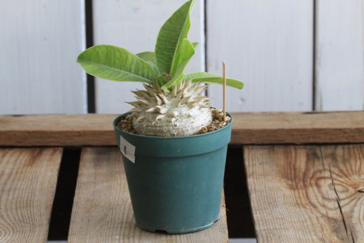 パキポディウム レウコキサンツム① | hanayoshi-botanical