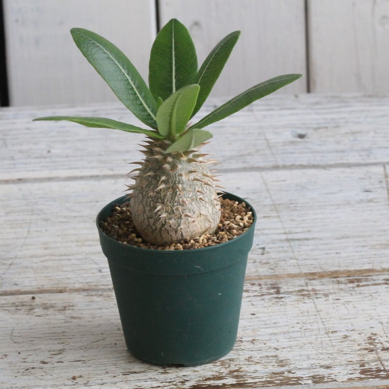 塊根植物 パキポディウム デカリー