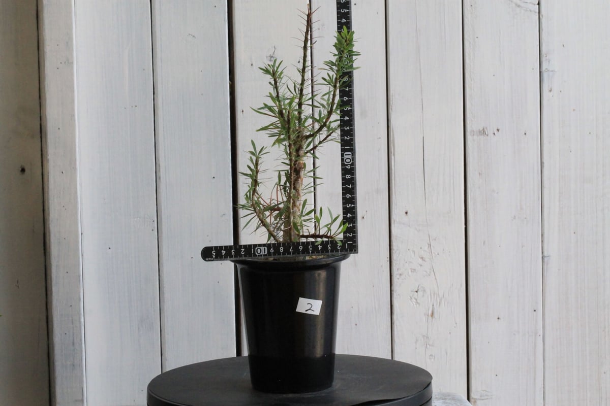 フォークイエリア　プルプシー　国内実生株(鉢付き) フォークイエリア プルプシー 実生 | hanayoshi-botanical