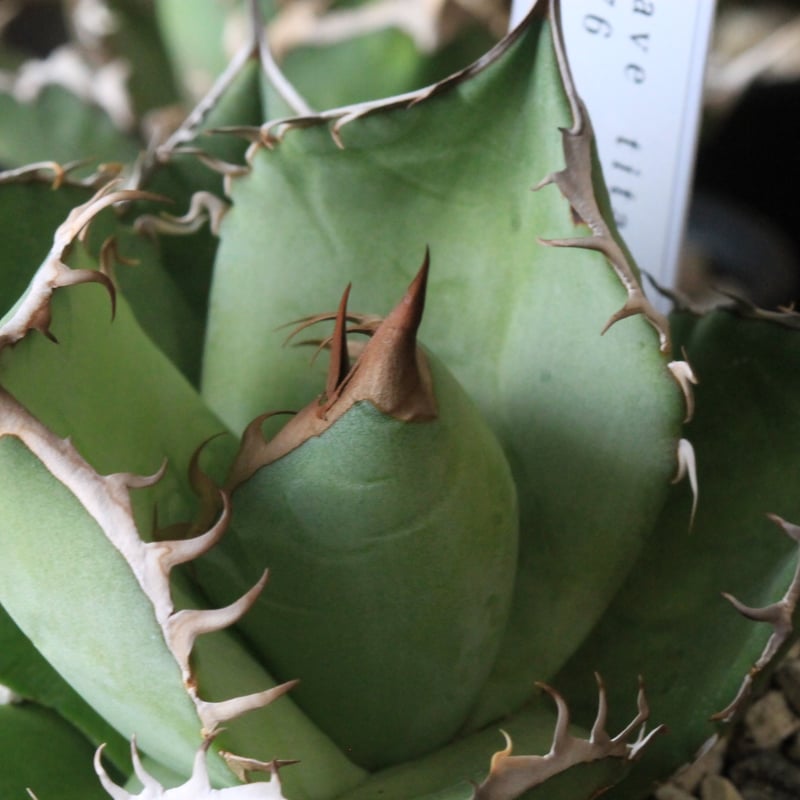 アガベ チタノタ FO076 No name⑤ | hanayoshi-botanical アガベ チタノタ FO076 No name⑤ | hanayoshi-botanical