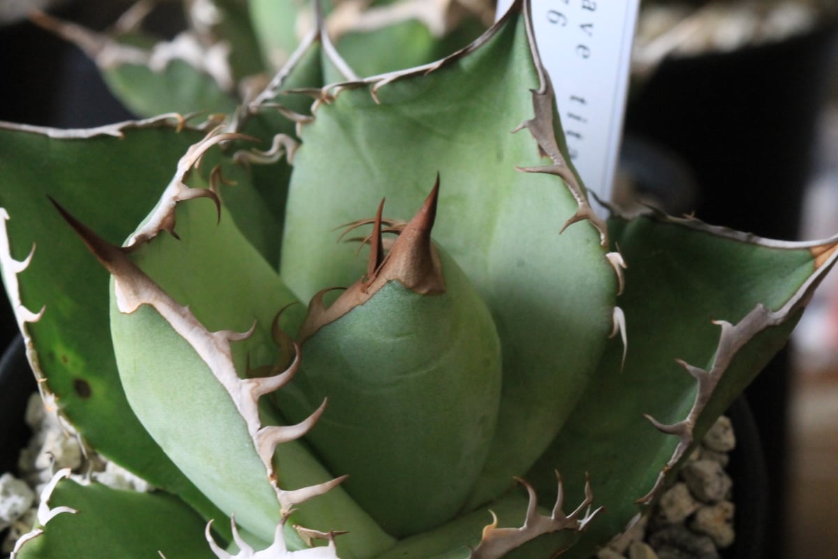 アガベ チタノタ FO076 No name⑤ | hanayoshi-botanical