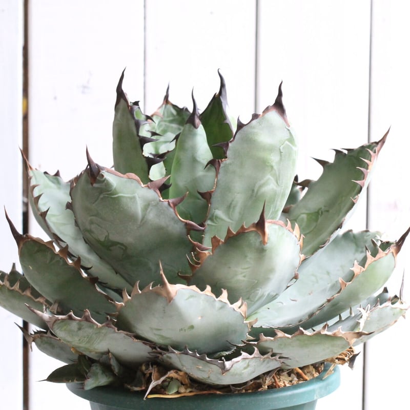 アガベ チタノタ ブラック＆ブルー | hanayoshi-botanical