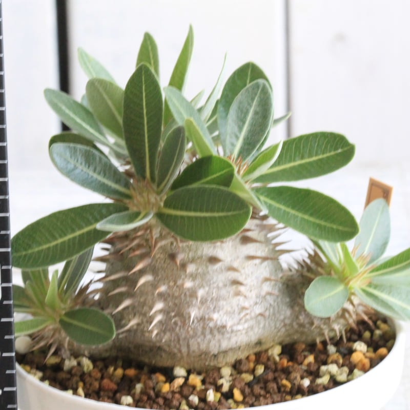 パキポディウム　タッキー パキポディウム タッキー大黒×タッキー② | hanayoshi-botanical