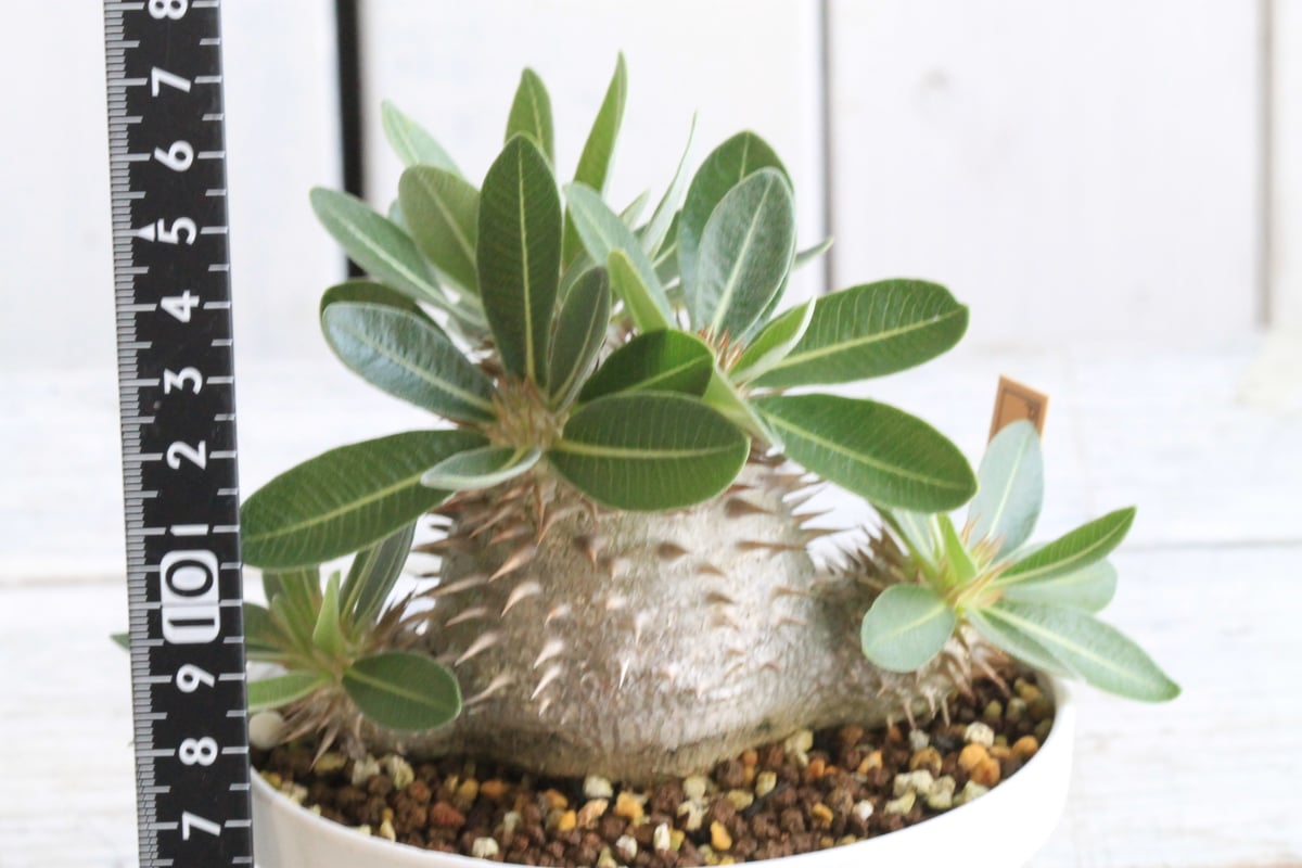 パキポディウム タッキー 大株　開花株 fit=scale-down,w=1200