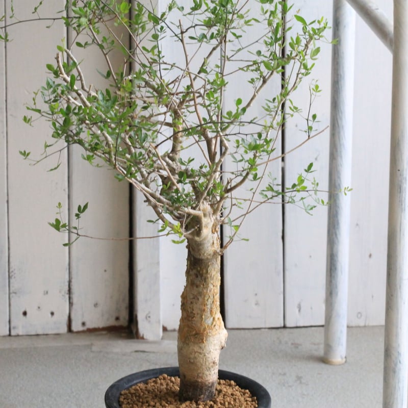 コミフォラ　フンベルティ F1 発根済 commiphora humbertii コミフォラ フンベルティ – KOMO