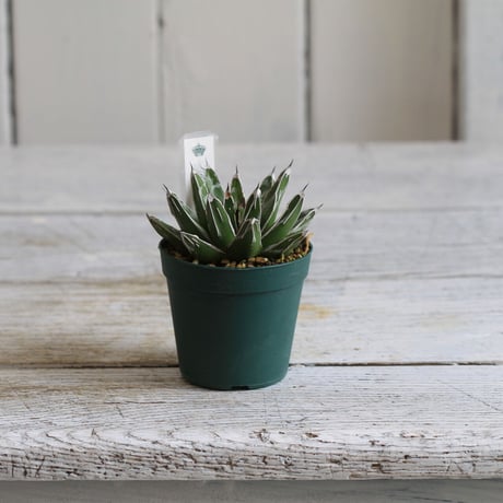 Agave 児玉笹の雪