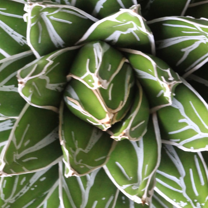 アガベ 特選姫笹の雪 スノーボール | hanayoshi-botanical