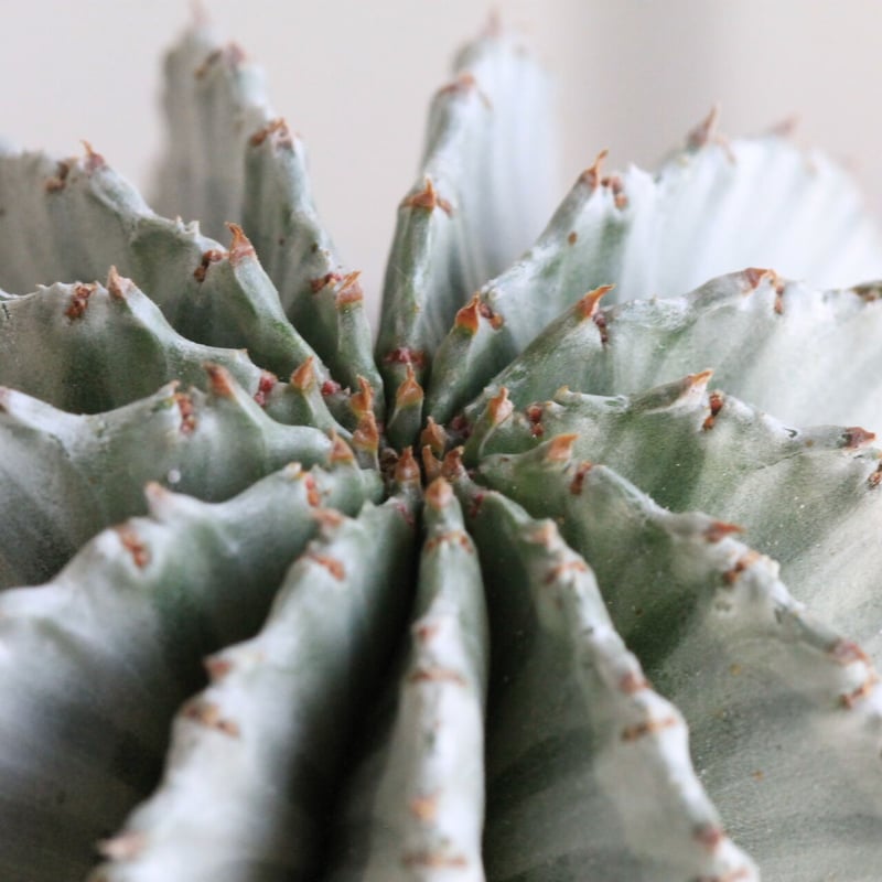 ① ホリダ　ストリアータ　ユーフォルビア 多肉植物：ユーフォルビア ホリダ ストリアータ*幅5.5cm 現品！一品