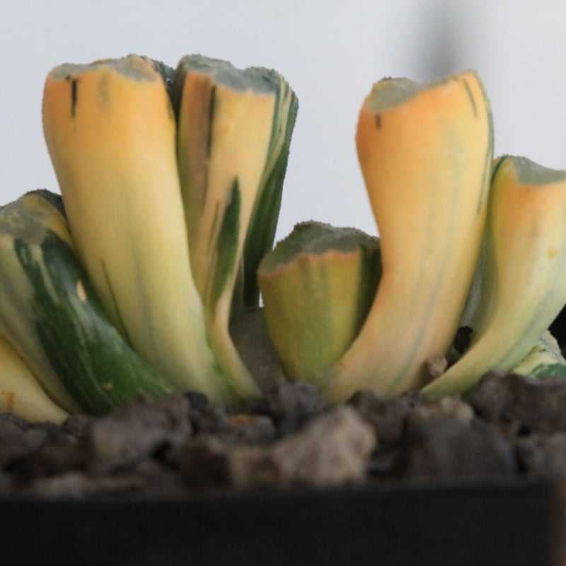 ハオルチア 玉扇錦 北斎錦 | hanayoshi-botanical