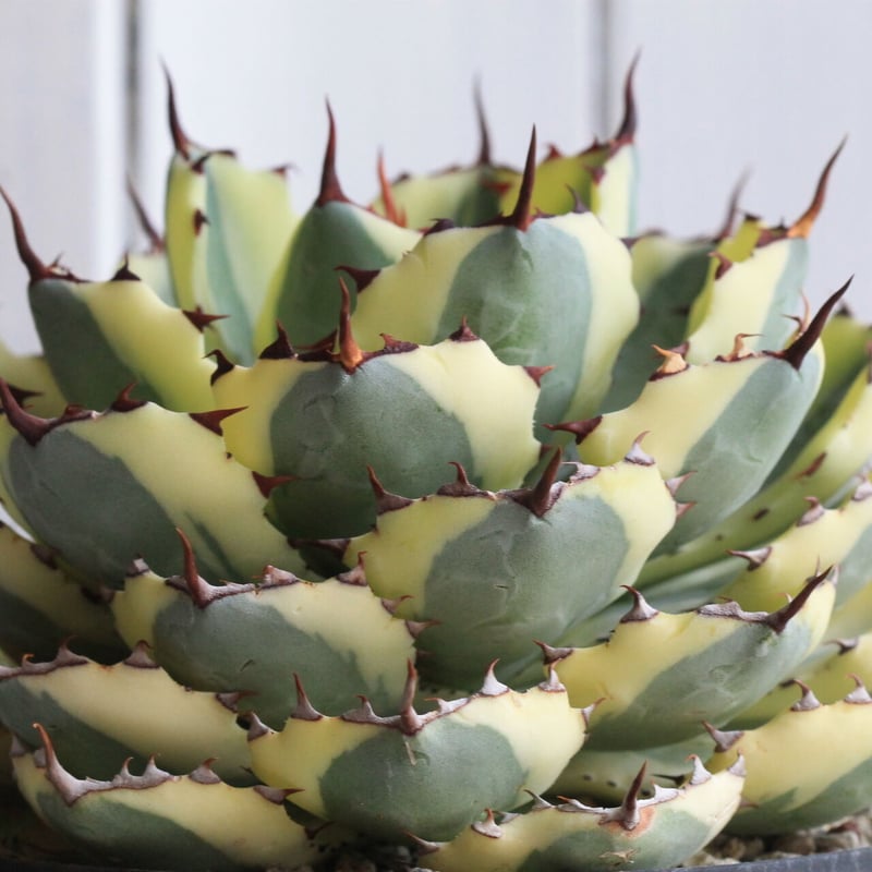 アガベ スーパークラウン | hanayoshi-botanical