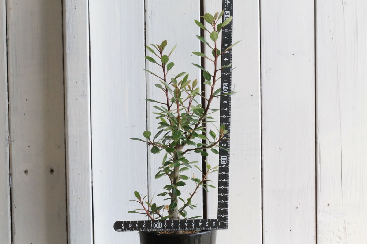 フォークイエリア ファシクラータ | hanayoshi-botanical