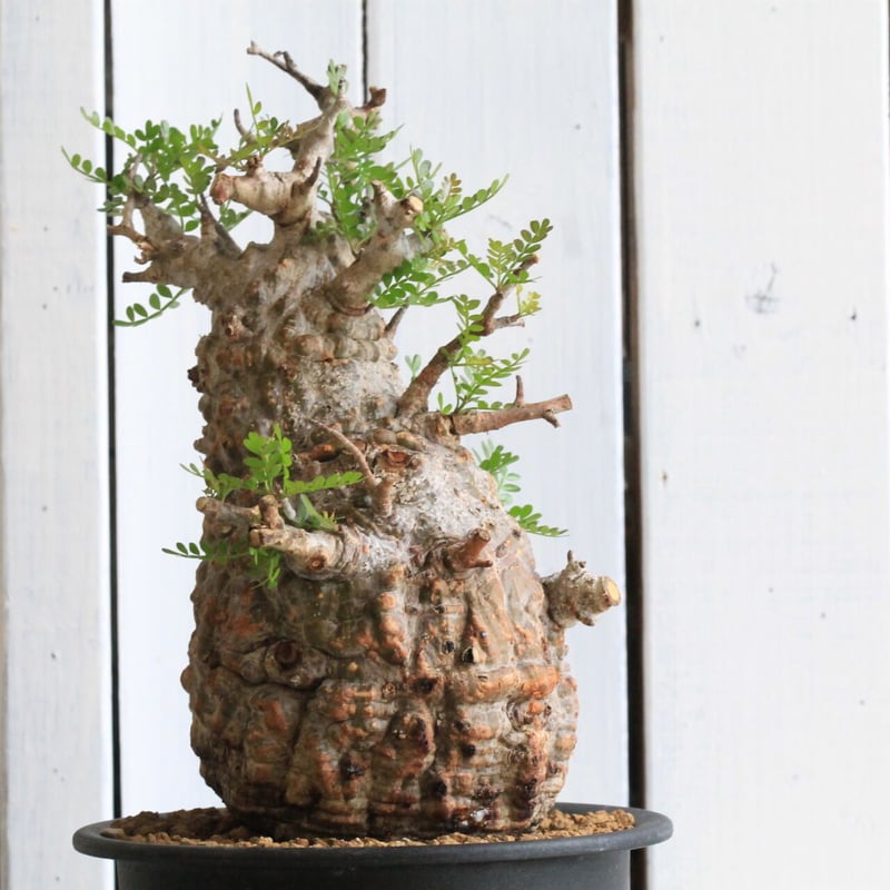 1オペルクリカリア パキプス | hanayoshi-botanical