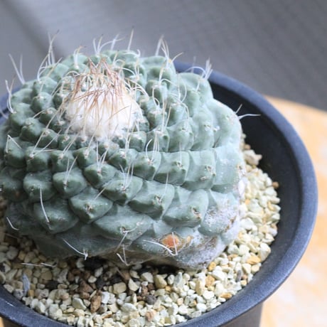 ストロンボカクタス　菊水