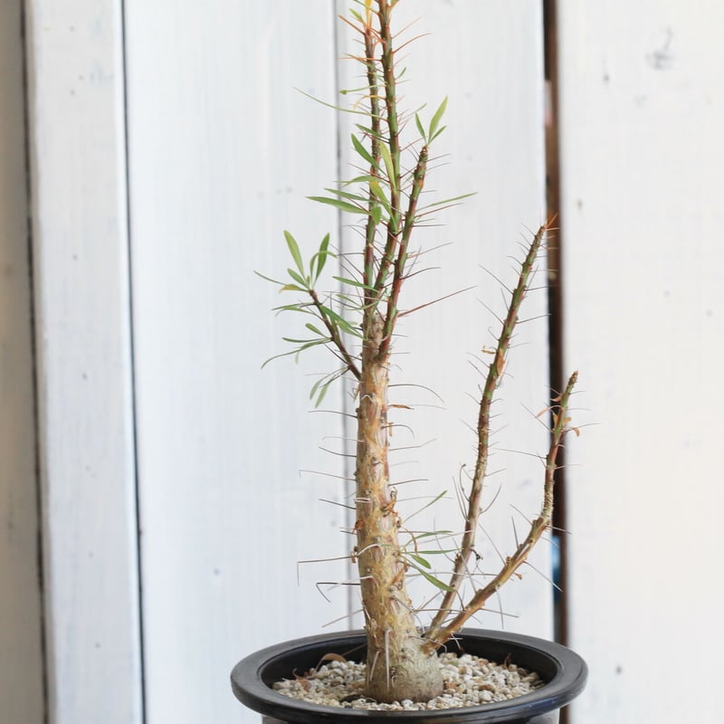 コレクション株！　フォークイエリア　プルプシー　 発根済！ フォークイエリア プルプシー | hanayoshi-botanical