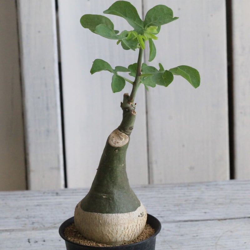 アデニア グラウカ | hanayoshi-botanical