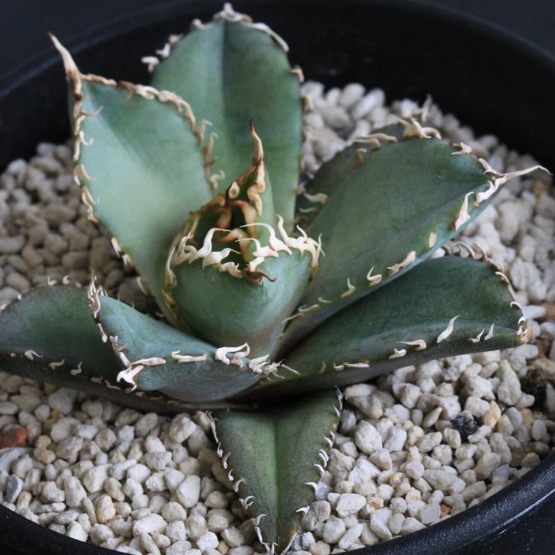 アガベ チタノタ レース | hanayoshi-botanical