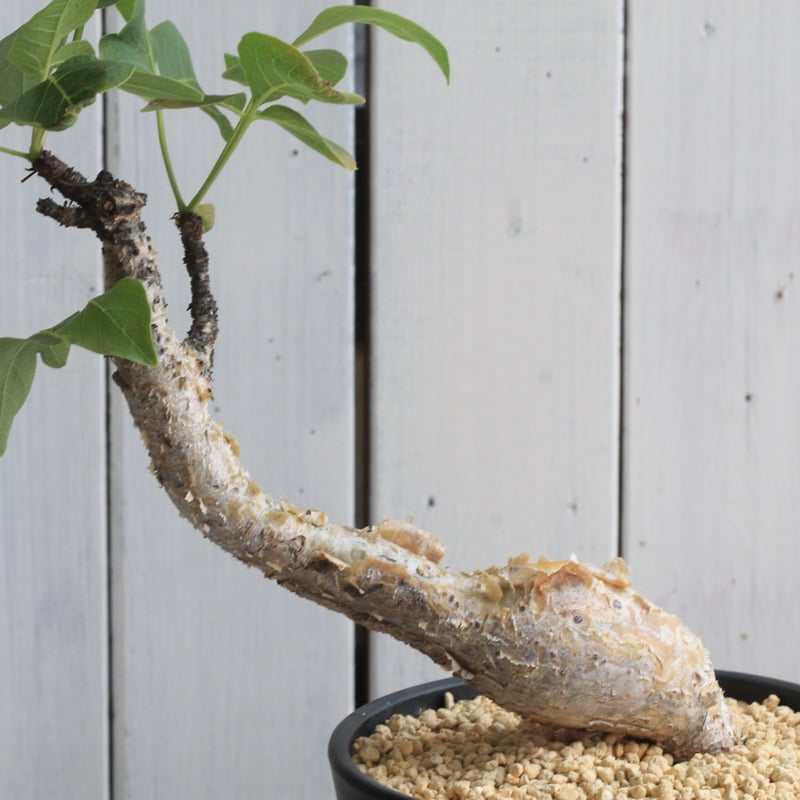 コミフォラグイドッティ　ILL CERAMICS コミフォラグイドッティ ILL CERAMICS コミフォラ グイドッティ