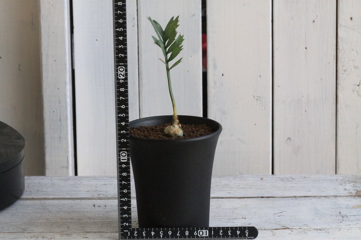 エンセファラルトス ホリダス | hanayoshi-botanical