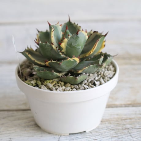 Agave 王妃カブトガニ錦