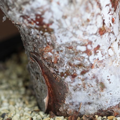 commiphora　オルビクラリス