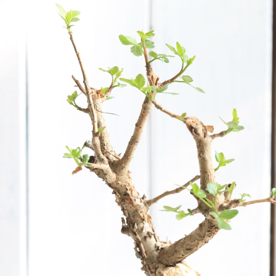 6232e52ca861130bf39c95b2