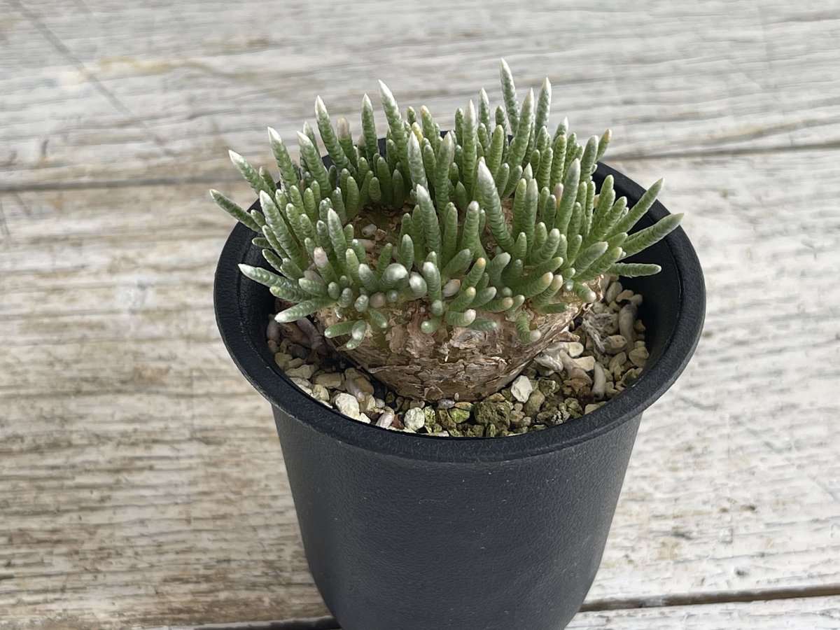 アボニア クイナリア アルストニー　大株 アボニア クイナリア アルストニー 大きめ アボニア・クイナリア