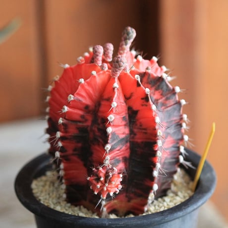 Gymnocalycium 緋牡丹錦