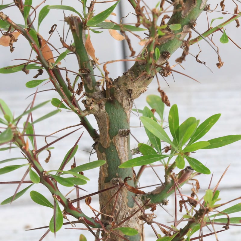 ぶ*た様 特選 良型 国内実生 フォークイエリア プルプシー 検 ファシクラータ フォークイエリア ファシクラータ×プルプシー（あいのこ）挿し木