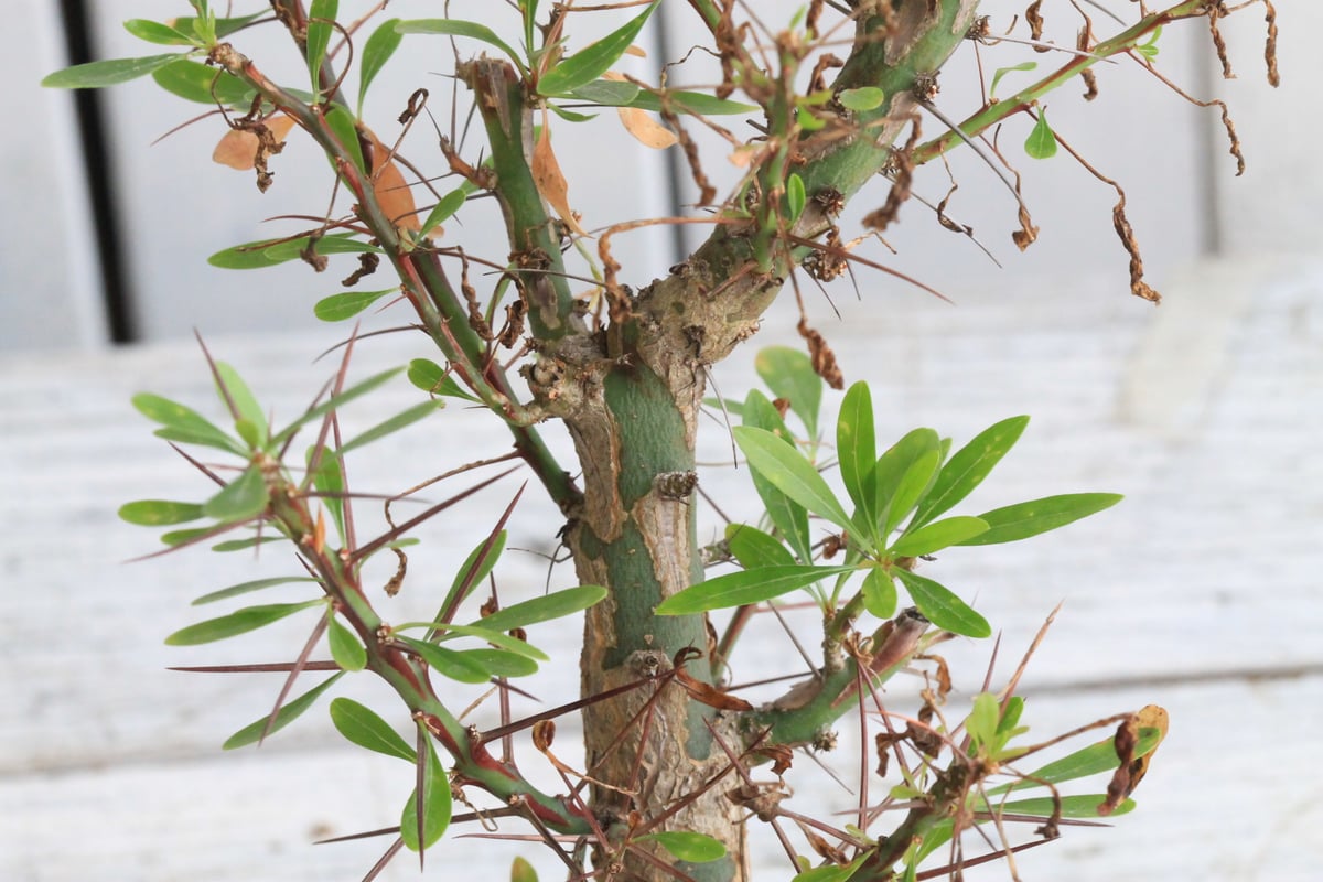 フォークイエリア ファシクラータ×プルプシー（あいのこ）挿し木