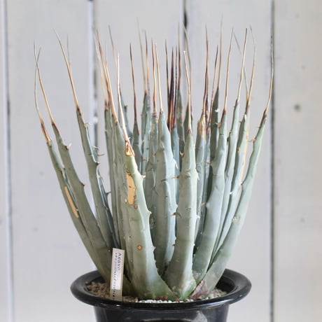 Agave ユタエンシス エボリスピナ