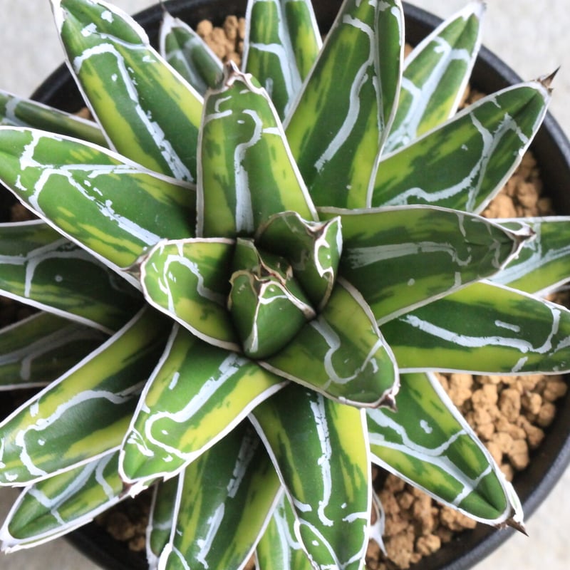 アガベ 笹の雪錦 | hanayoshi-botanical