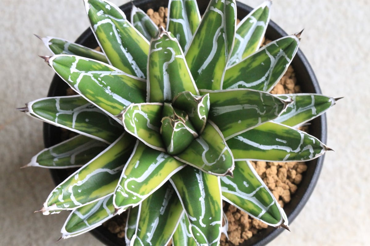 アガベ　笹の雪錦　大株 アガベ 笹の雪 大株 | つべるふブログ 多肉生活 2021〜