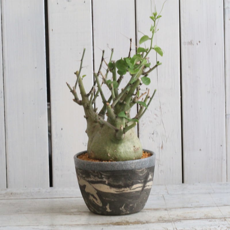 アデニア スピノーサ Hanayoshi-botanicalオリジナルポット | hanayo