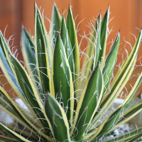 agave　アガベ　白糸の王妃 黄斑