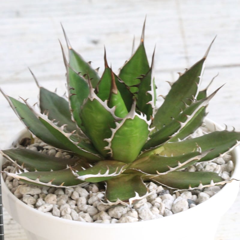 アガベ ギルベイ | hanayoshi-botanical