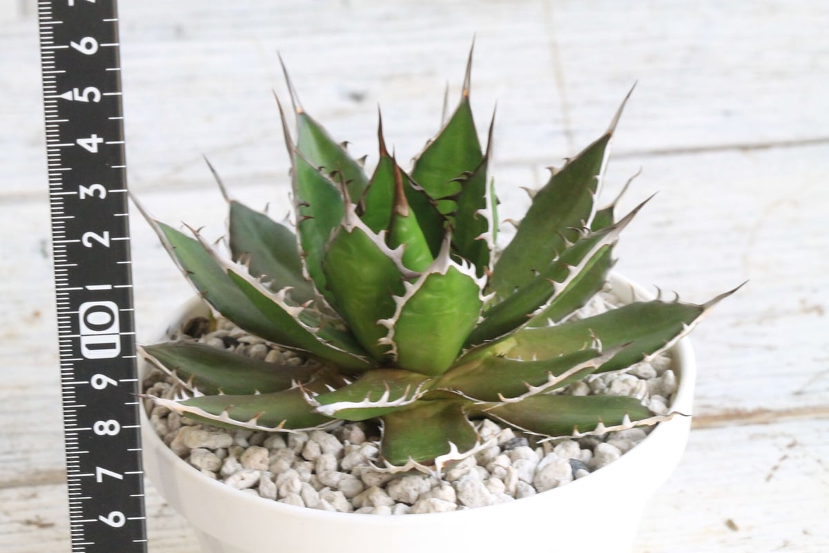 アガベ ギルベイ | hanayoshi-botanical