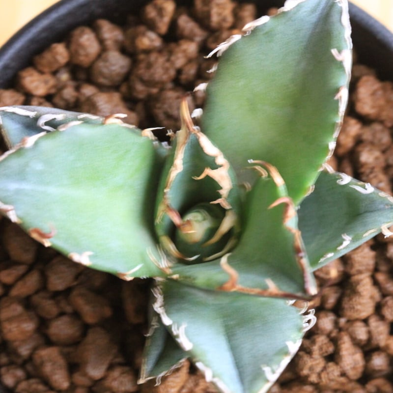 アガベ チタノタ スーパー白鯨 | hanayoshi-botanical