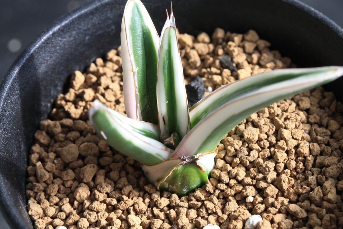 アガベ 氷山 | hanayoshi-botanical