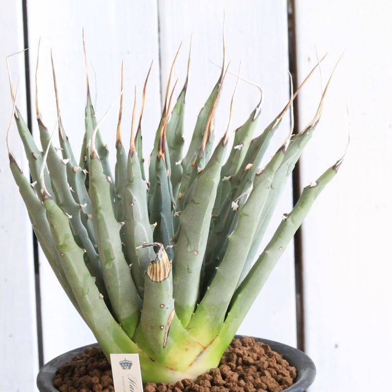 クトゥルフ　アガベ　ユタエンシス　yeitao クトゥルフ アガベ ユタエンシス yeitao クトゥルフアガベユタ