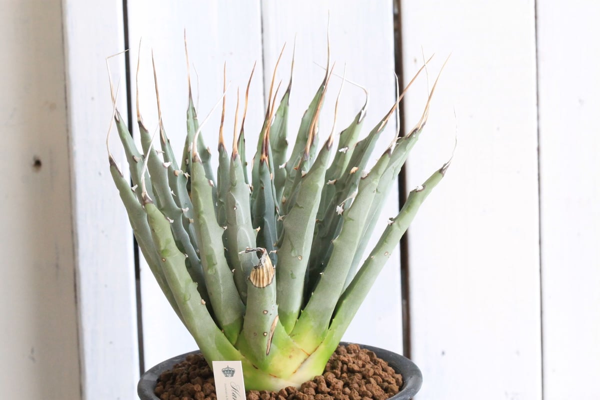 アガベ ユタエンシス | hanayoshi-botanical