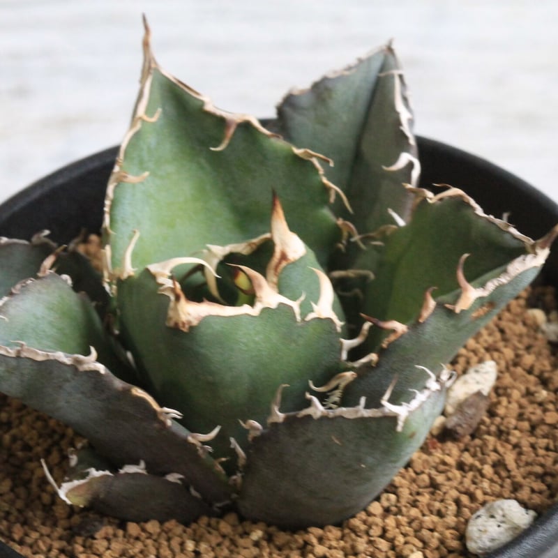 アガベ チタノタ スーパー白鯨 | hanayoshi-botanical