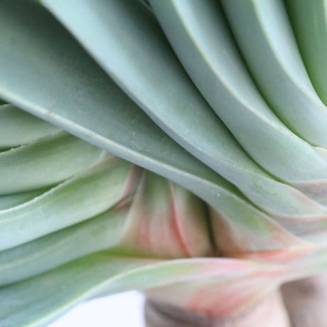Aloe　プリカチリス
